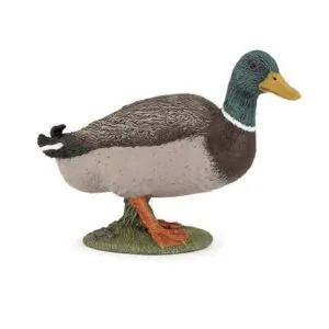 CANARD COLVERT - PAPO