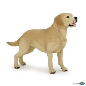 LABRADOR - PAPO