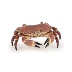 CRABE - PAPO