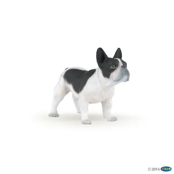 BOULEDOGUE FRANCAIS - PAPO