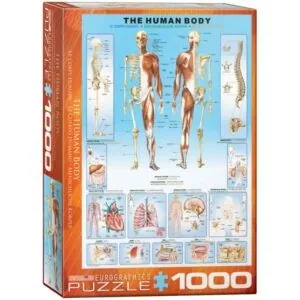 PUZZLE EUROGRAPHICS : LE CORPS HUMAIN - 1000 PIECES