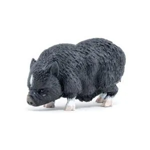 COCHON VIETNAMIEN - PAPO