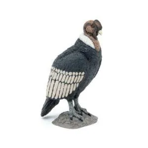 CONDOR - PAPO
