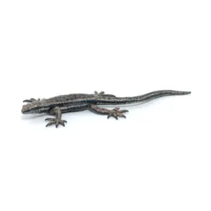 LEZARD COMMUN - PAPO