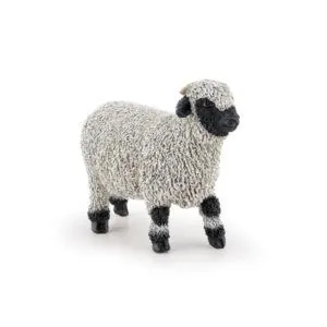 MOUTON NOIR DU VALAIS - PAPO