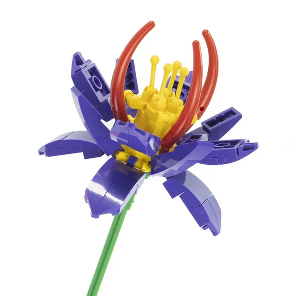 CROCUS