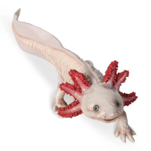 AXOLOTL - PAPO