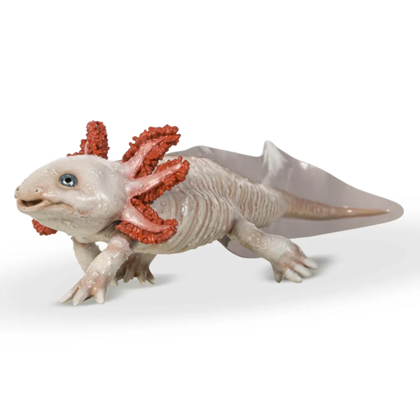 AXOLOTL - PAPO – Image 3
