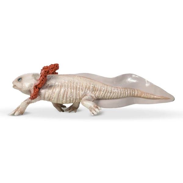 AXOLOTL - PAPO – Image 4