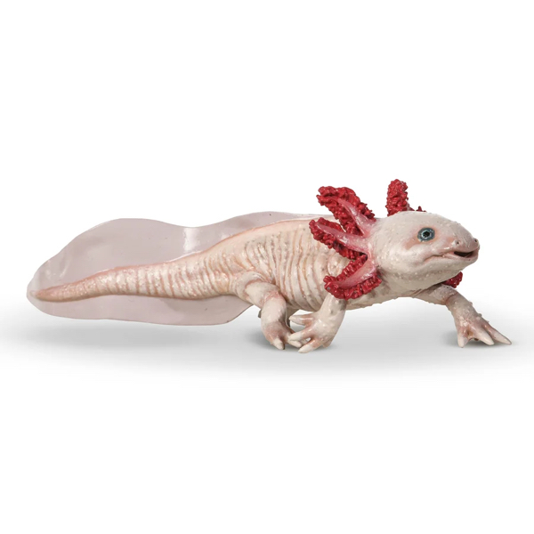AXOLOTL - PAPO – Image 2