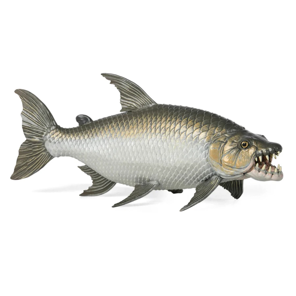 POISSON TIGRE GOLIATH - PAPO